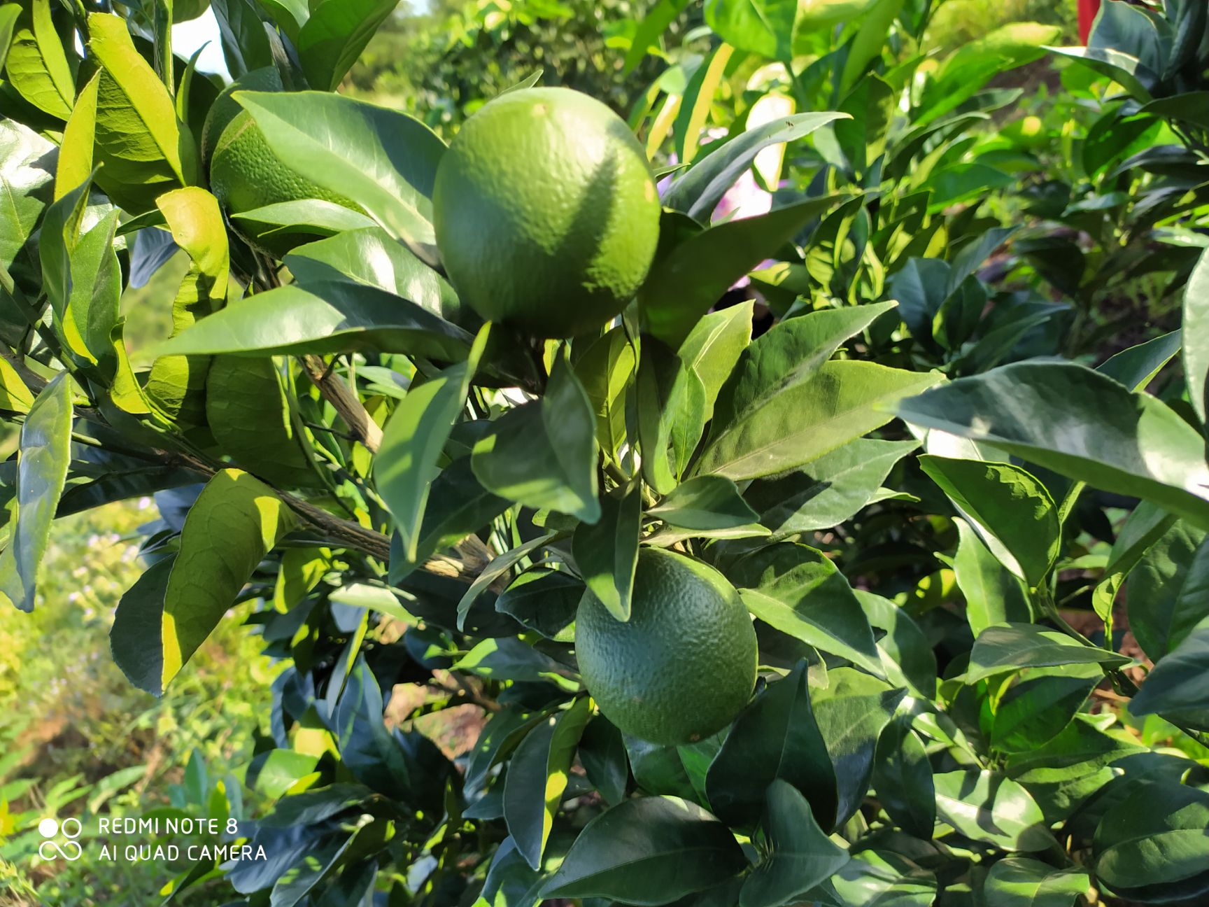 正宗的赣南脐橙，果大味美多汁形正无渣