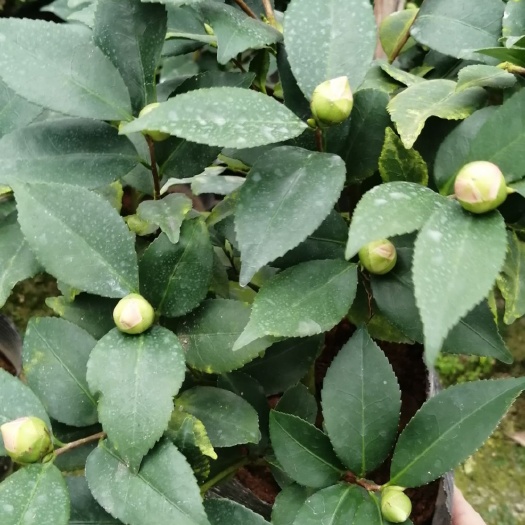 漳平市山茶花  香妃，品种茶花，成品苗