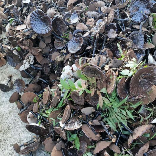 灵川县黑灵芝  深山老林林下紫灵芝
