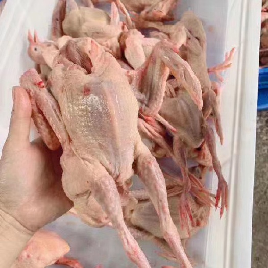 元宝鸽  产地直供，提供检疫合格证，可开发票，协助冷链，货车
