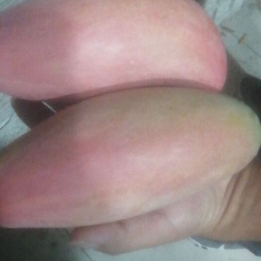 攀枝花象牙芒  红象牙