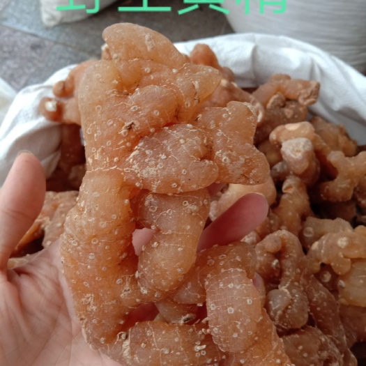 玉林姜形黄精  黄精，中药材黄精