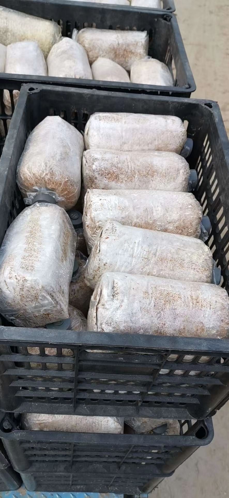 [大球盖菇菌种批发]大球盖菇菌种 大球盖菇母种 原种 栽培种价格3元