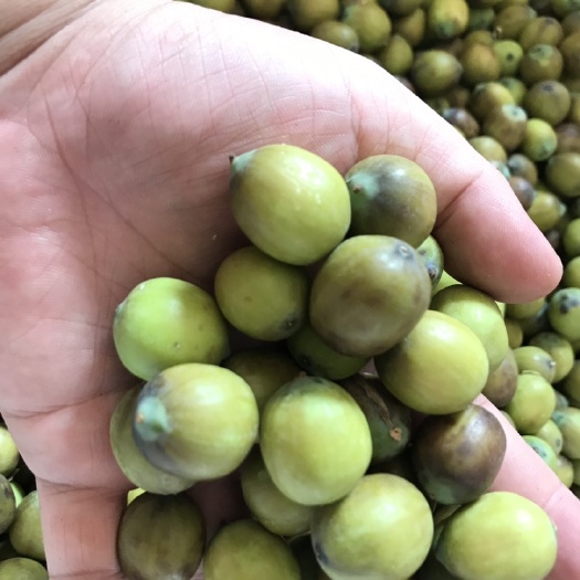 祁阳市红莲子  草莲麻莲子湘莲莲子太空莲煲汤莲子莲米