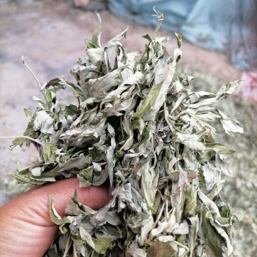 南召县艾叶大白艾叶端午节当天采摘叶片厚含绒高非人工种植可泡茶