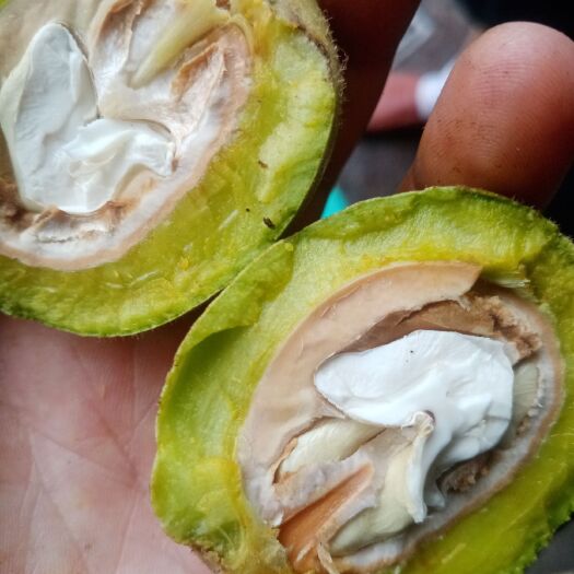 会理市 大优1号大泡核