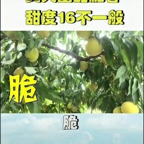 江陵县锦绣黄桃 纯生态自然生长的红心黄肉甜脆圆，日光照耀十小时，是老人小孩爱