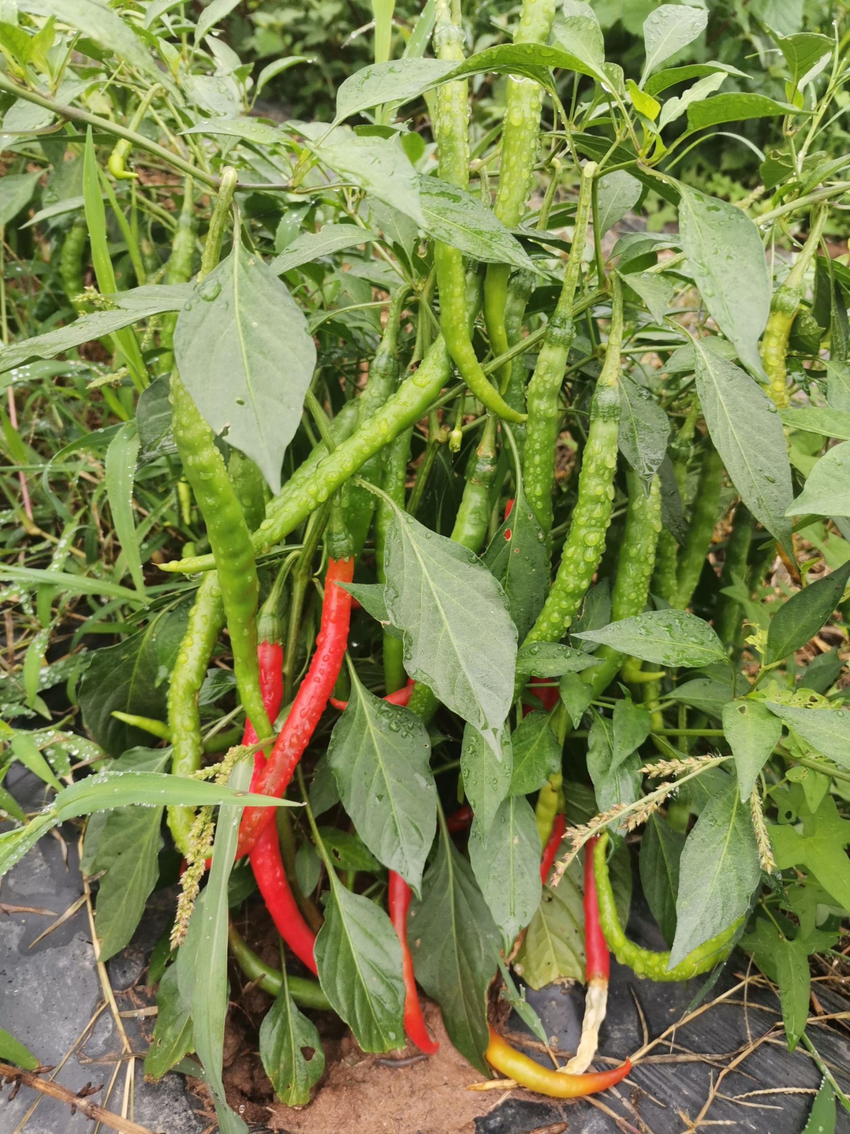 二荆条青红辣椒有需要的联系