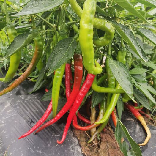 苍溪县 二荆条，青，红辣椒，有需要的联系