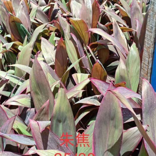 海口红叶朱蕉  亮叶朱蕉25/30