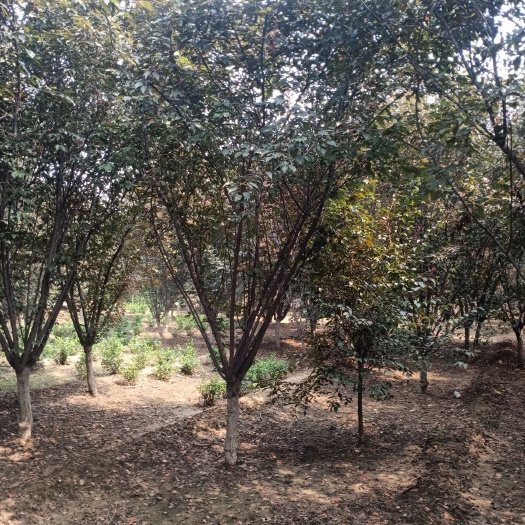 泰安自己苗圃10公分美人梅，树型优美，成活率高。