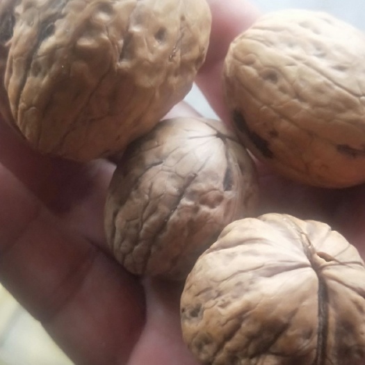 涉县薄皮核桃 30mm以上 袋装 3-6个月
