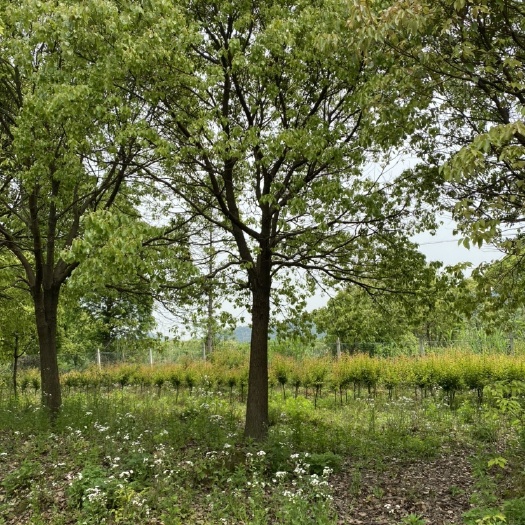 苏州 大量供应香樟