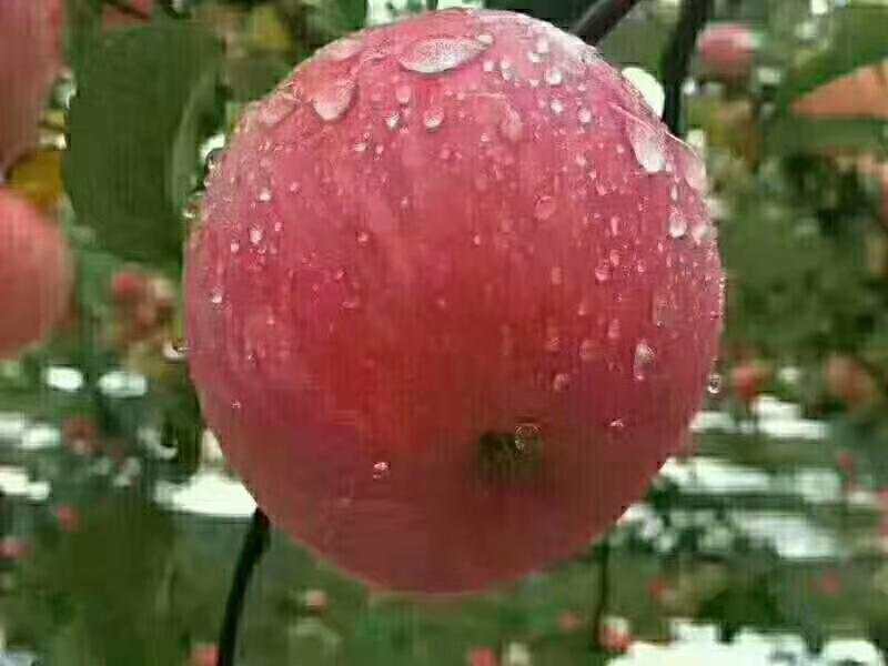 红富士苹果 70mm以上 条红 纸袋