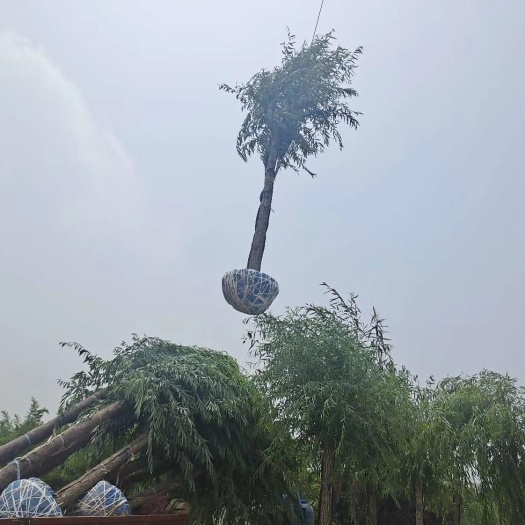 最大的旱柳种植基地