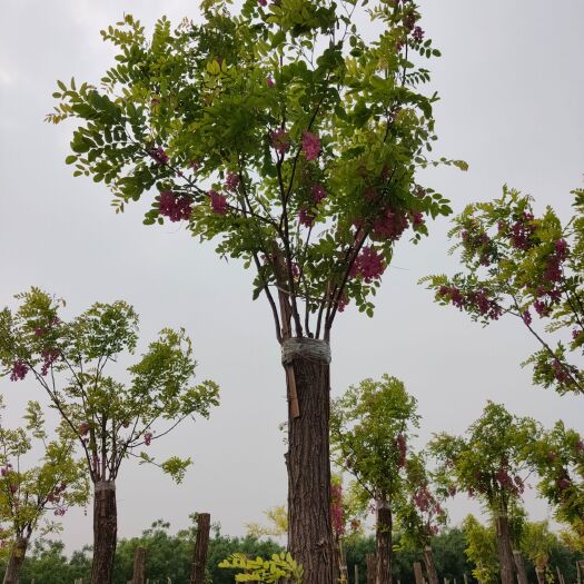 香花槐价格 河北香花槐 10公分香花槐 出售香花槐香花槐基地