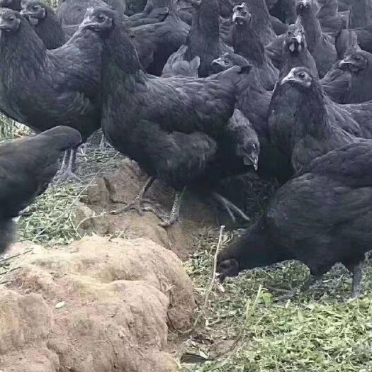 衡阳 绿壳鸡苗