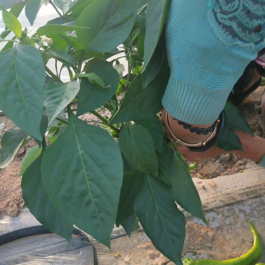 会宁县辣木菜 90后商业霸主~娟强