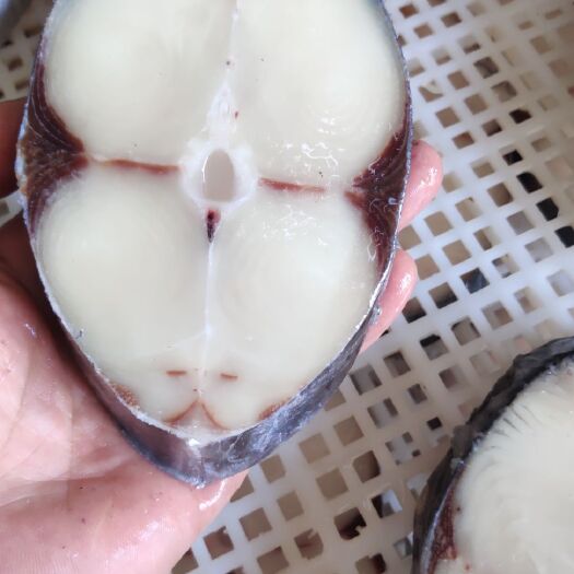 北海马鲛鱼  马鲛片