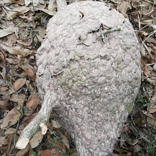 邻水县 蜂房