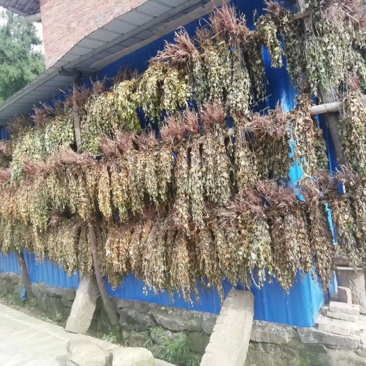 邻水县 鱼腥草，质量看得见的好，欢迎选购。