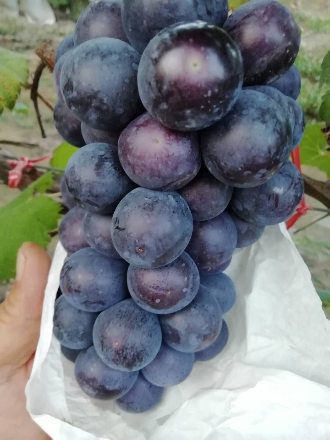 夏黑葡萄 自家果园夏黑量大价优