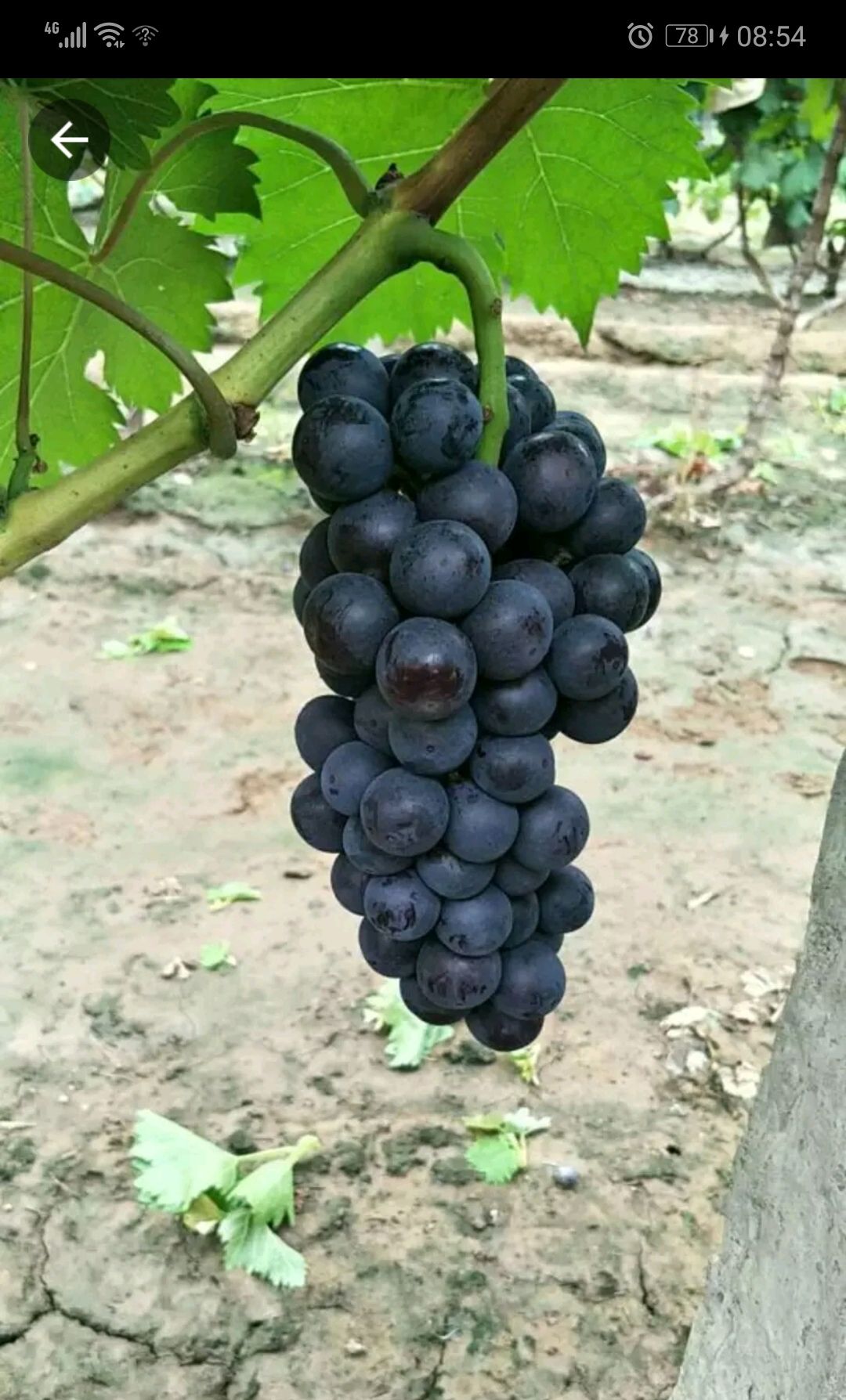 夏黑葡萄 自家果园夏黑量大价优