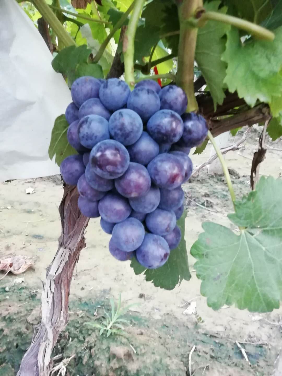 夏黑葡萄 自家果园夏黑量大价优