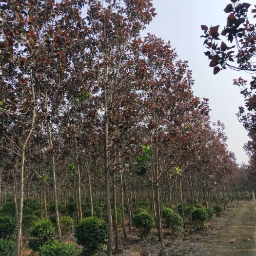 夹江县 全红杨-- 靓丽的风景线