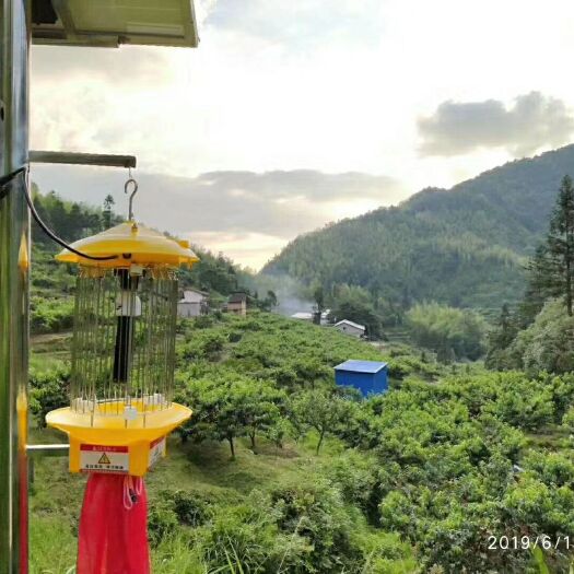 炎陵县 炎陵县神农谷高山炎陵红芯黄桃