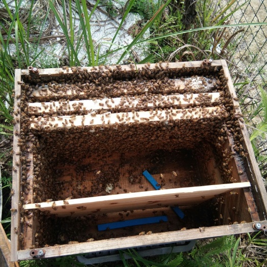 南平 出售中蜂每群150元，每群蜂有4到5脾足蜂