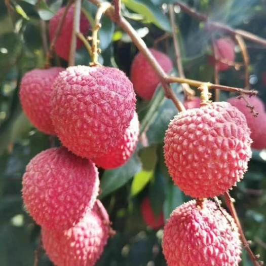 7月晚熟荔枝 福建妃子笑，宁德蕉城产量有限，寻找80年后的你！