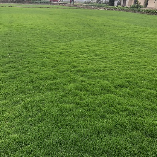 德阳草坪正在出售中，还有大量优质草坪等待出售。欢迎您的来电