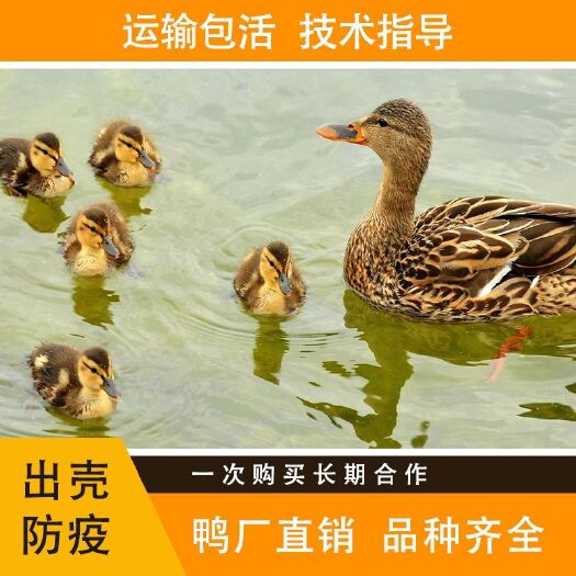 郯城县麻鸭苗、包建大棚、包技术指导、包饲料、签订养殖合同、包回收