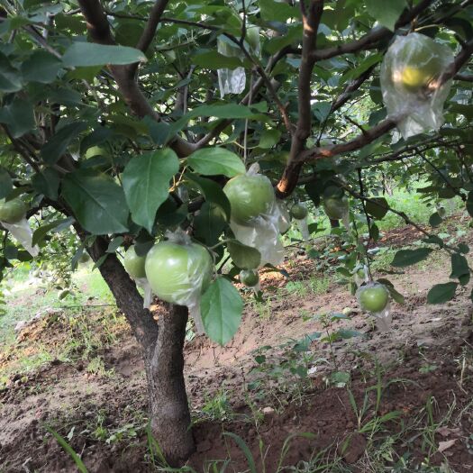 禹城市 大量金帅苹果