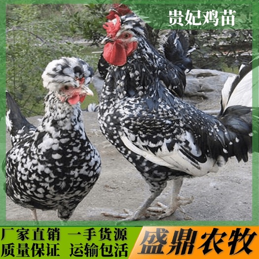 南宁 贵妃鸡苗