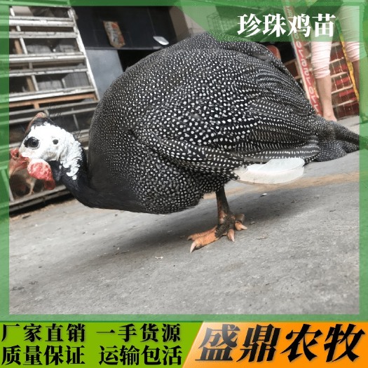 南宁 珍珠鸡苗