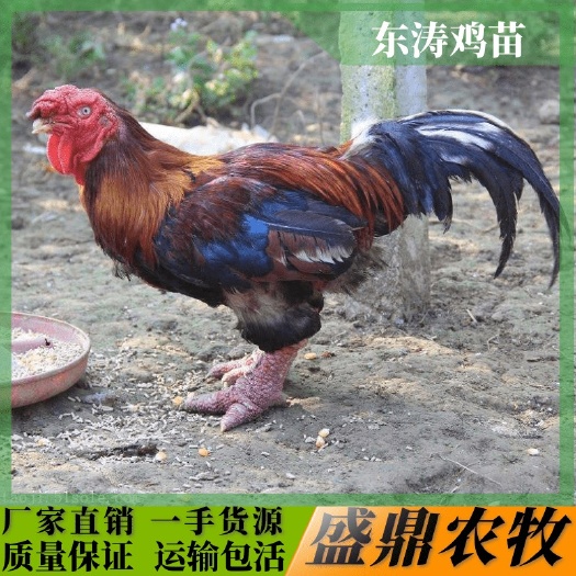 南宁 东涛鸡苗  纯种   厂家直批  量大优惠