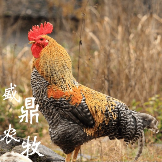 南宁 红芦花鸡苗