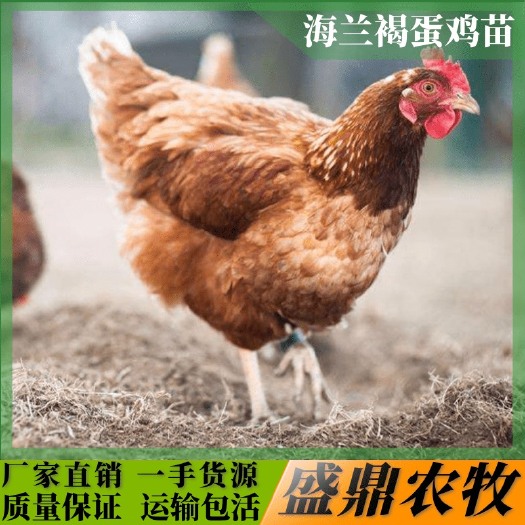 南宁 海兰褐蛋鸡苗