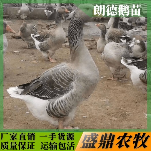 南宁 朗德鹅苗
