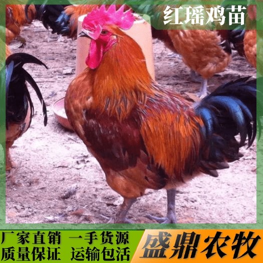 南宁 红瑶鸡苗
