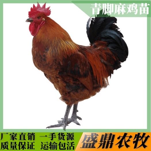 南宁 青脚麻鸡苗
