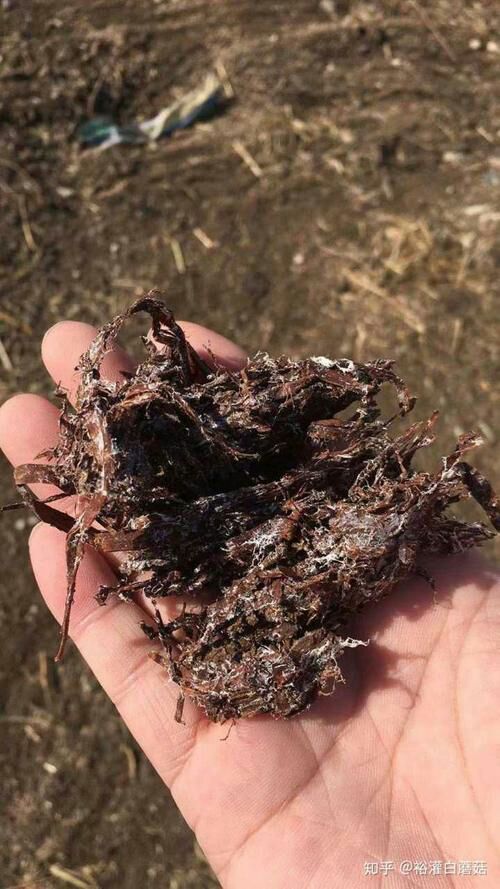 乐安县蘑菇废料 双孢菇废料出售