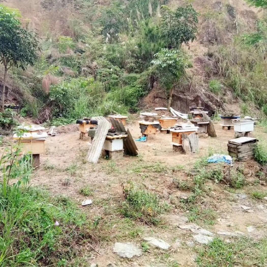 丰顺县 广东土蜂蜜
