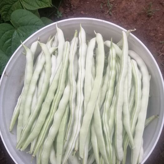 夏县九粒白芸豆 1.0