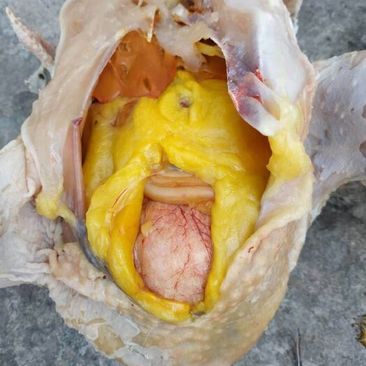 京山市农家土母鸡生态散养土鸡黄脚黄羽黄油活禽发货