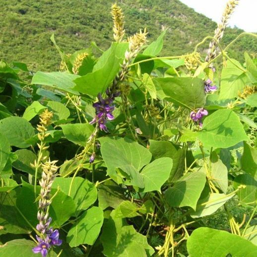 葛藤种子护坡种籽银背藤葛根边坡化藤本植物巩固爬藤