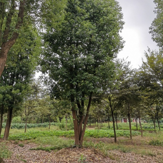 益阳 移栽丛生香樟