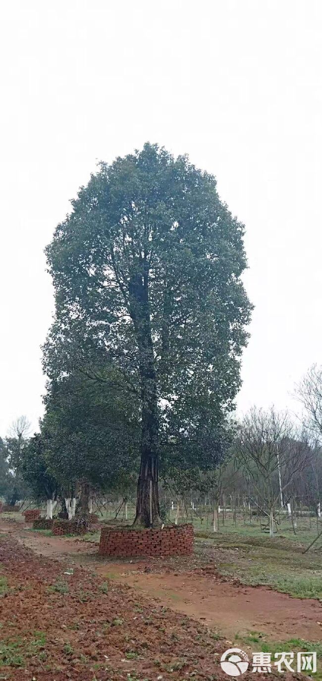  骨架移栽香樟